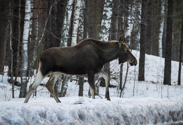 В Нижегородской области выявили случай незаконной охоты на лося