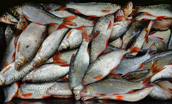 60-летний нижегородец украл дорогостоящую рыбу с городского рынка