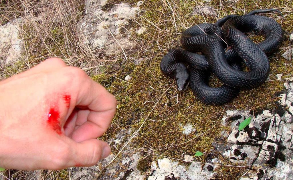 4 нижегородца пострадали от укусов ядовитых змей