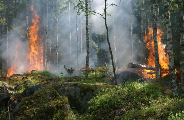 Почти все лесные пожары в Нижегородской области случились по вине людей