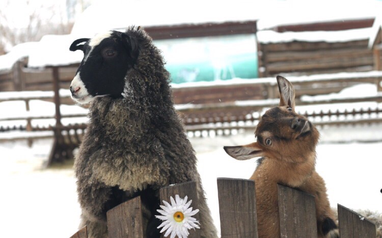 Дзержинский зоопарк раздает животных