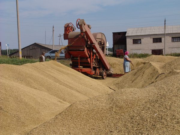 Эксперты прогнозируют высокий урожай зерновых культур в Нижегородской области