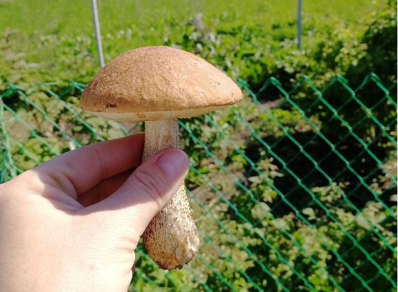 Эксперты прокомментировали аномально раннее появление съедобных грибов в Нижегородской области