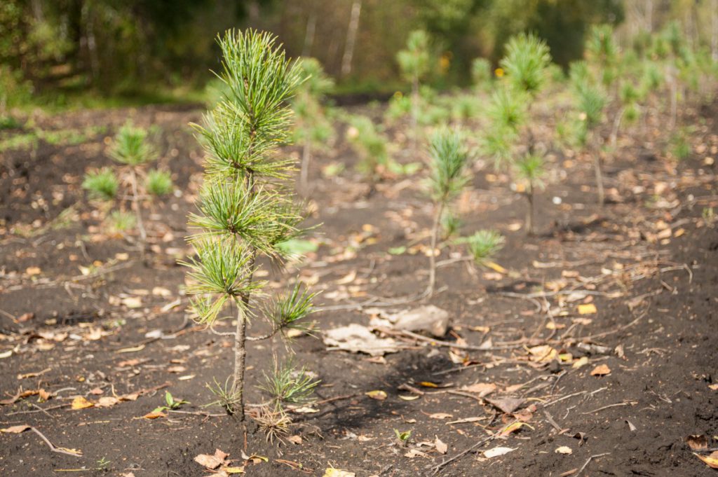 Более 800 тысяч деревьев посадили в День посадки леса в Нижегородской области