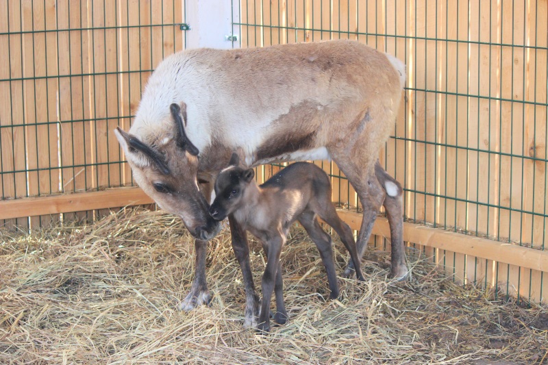 В «Лимпопо» родились оленёнок, альпака и маленький дикообраз