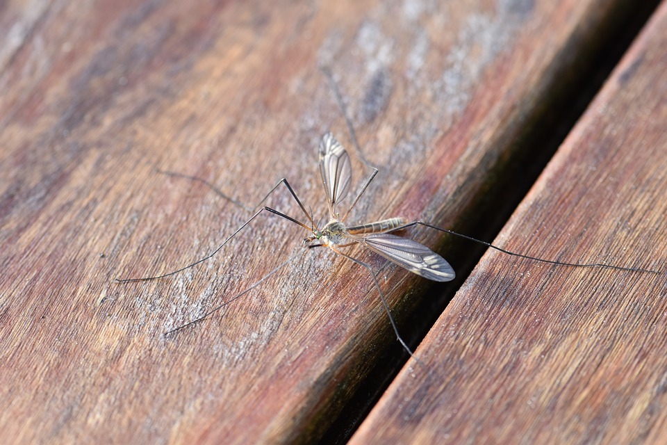 Правда или ложь: В Нижегородской области нашествие смертельно опасных комаров