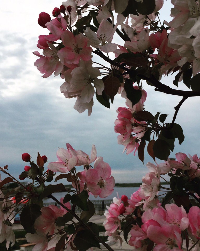 Яблони делают прогулки по Нижневолжской набережной еще более романтичными