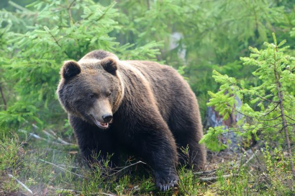 Следы медведя обнаружены в районе саровских Серебряных ключей