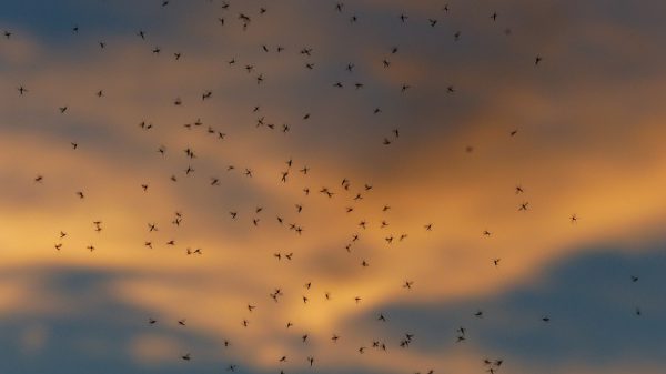 Нижегородцы жалуются на атаки комаров-мутантов