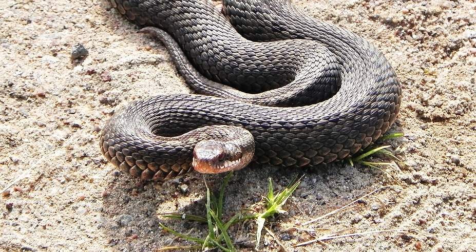 В Нижегородской области зарегистрирован первый случай укуса змеи