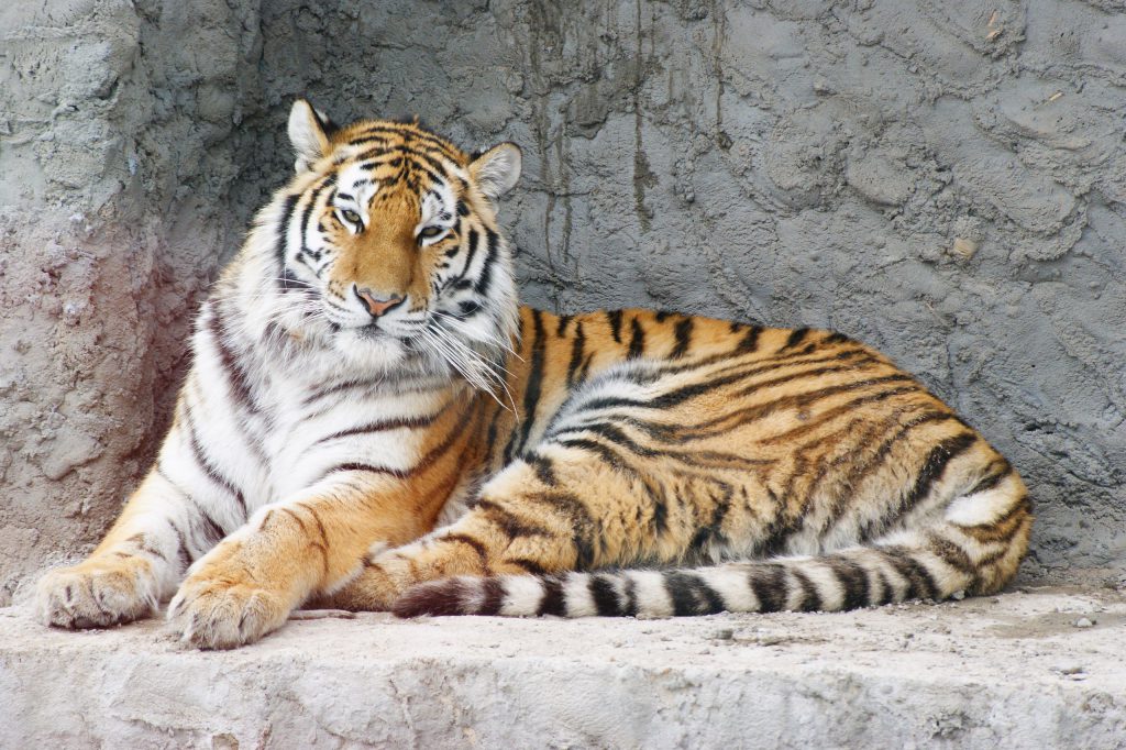 В нижегородском зоопарке отметят день рождения амурской тигрицы
