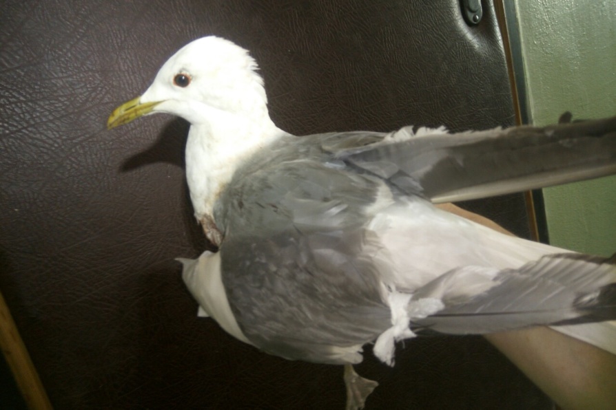 Орнитологи просят нижегородцев помочь им выходить чайку со сломанным крылом
