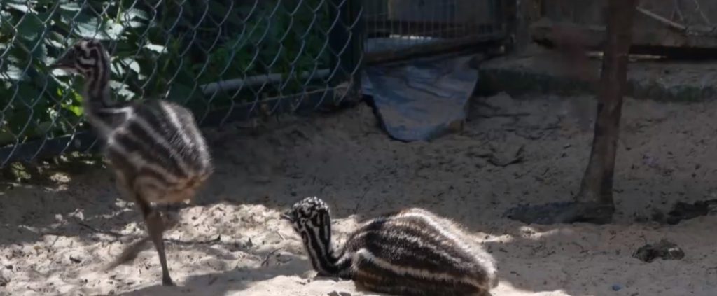 В зоопарке «Лимпопо» родились страусята (ВИДЕО)