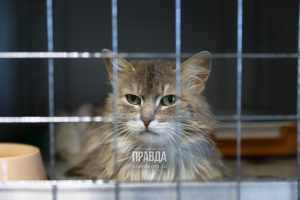 Нижегородцы стали чаще подбрасывать своих домашних животных в&nbsp;приют