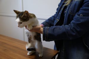 Неизвестные из пневматики расстреляли котенка в Нижнем Новгороде