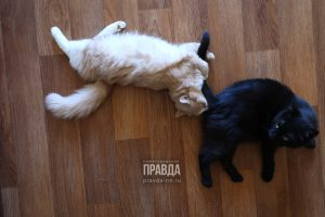 Спрос на услуги зоонянь вырос в Нижнем Новгороде с началом сезона отпусков