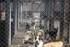 «Зоозащита-НН» не планирует заниматься отловом безнадзорных животных в следующем году