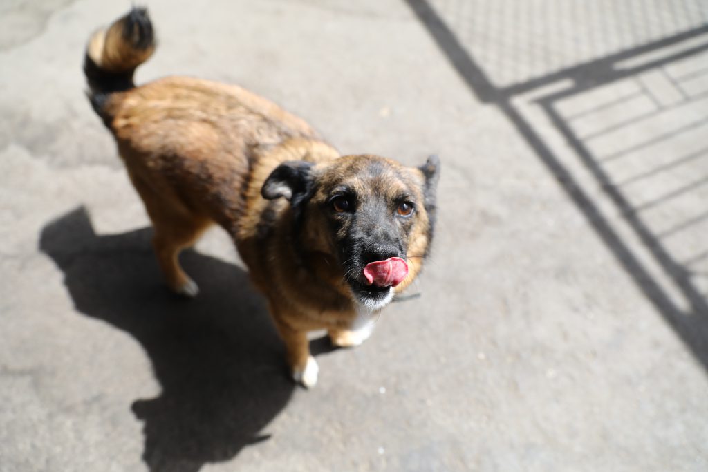 Более 500 собак и кошек забрали из нижегородских приютов с начала года