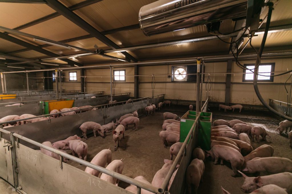 Вадский свинокомплекс потратит 8 млн рублей на экологические мероприятия