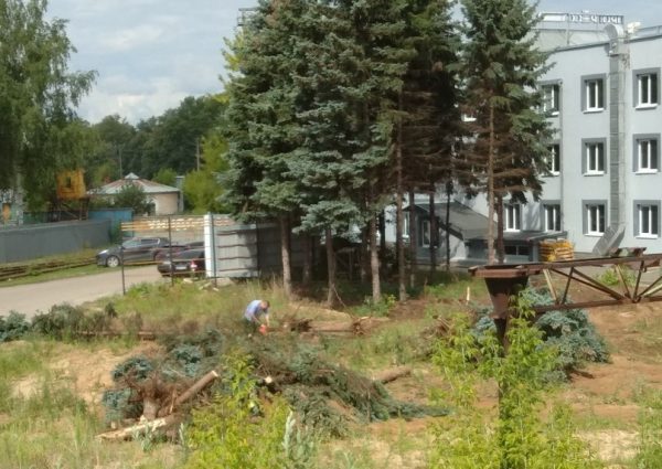 Ели срубили на улице Вторчермета в Нижнем Новгороде