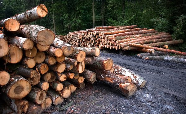 >Работник нижегородского лесничества не заметил незаконную рубку леса на 9 миллионов рублей