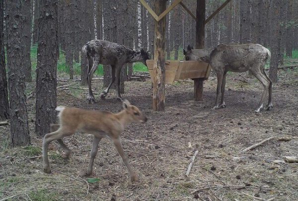 Северный олененок родился в Керженском заповеднике