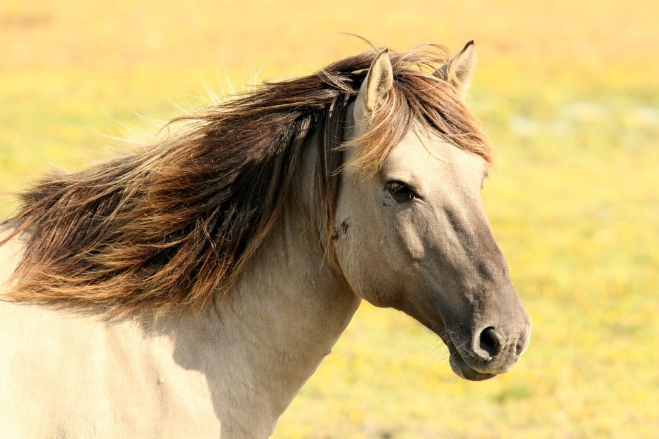 Лошадь зашибла коневода в Нижегородской области