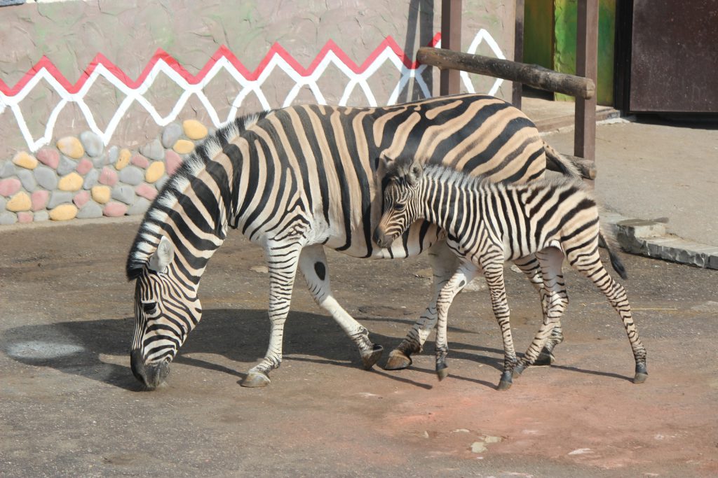 Нижегородцы могут выбрать имя для новорожденного зебрёнка в зоопарке «Лимпопо»