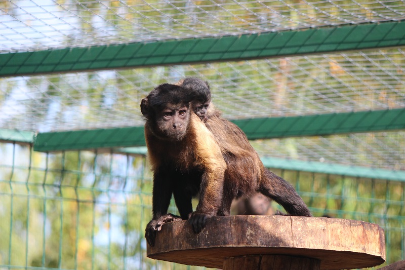 В зоопарке «Лимпопо» родился малыш обезьяны-капуцина