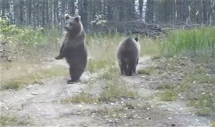 Видео дня: медвежата-сиротки нашли себе приемную маму в Керженском заповеднике