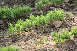 В&nbsp;Нижегородской области высадят 18 миллионов деревьев по&nbsp;нацпроекту «Экология» в&nbsp;2021 году