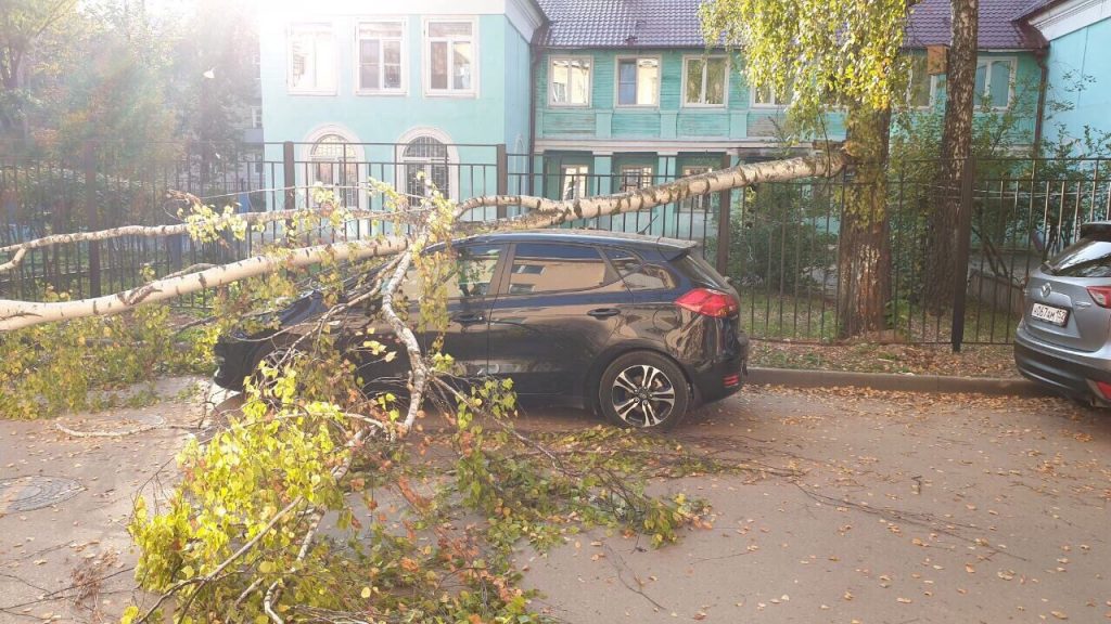 В Кстове дерево рухнуло на машину с территории детского сада