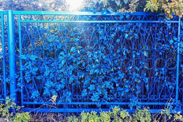 Забор около школы в Выксе выкрасили в синий цвет вместе с кустами