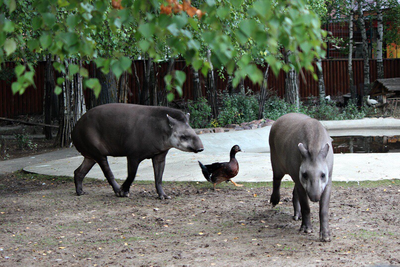 «Гадкого утёнка» приютила семья тапиров в зоопарке «Лимпопо»