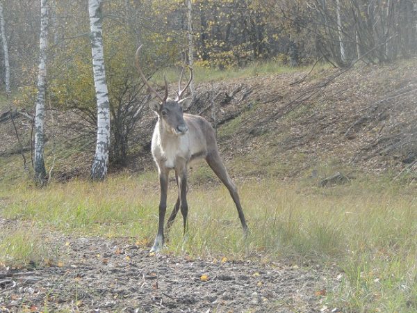 Северный олень Чуб вышел на волю в Керженском заповеднике