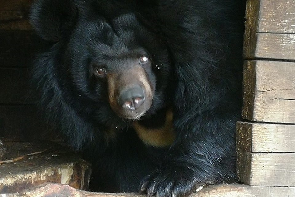 Гималайскую медведицу из зоопарка «Мишутка» перевезут в «Лимпопо»