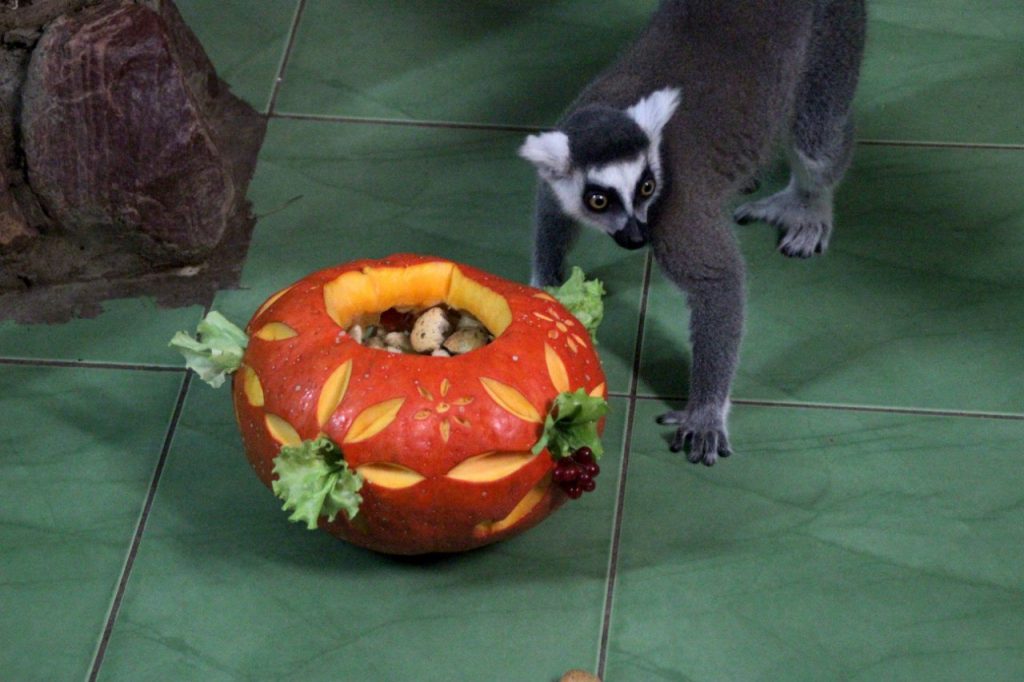 Летучие мыши, обряды и тыквы: в зоопарке «Лимпопо» отпразднуют Хэллоуин