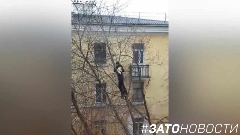 Видео дня: житель Сарова снял кота с верхушки дерева