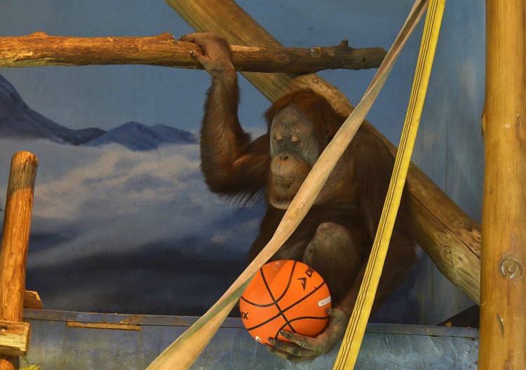 Диетический торт, баскетбол и плазменный телевизор: в «Лимпопо» отметили День рождения орангутана Ларсена