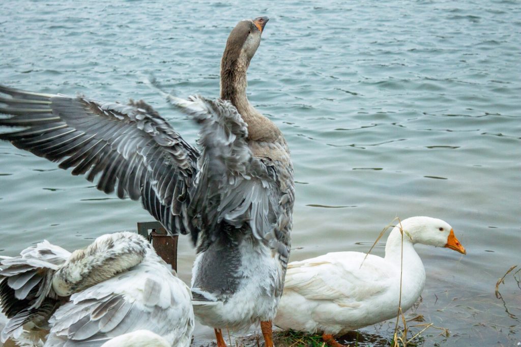 Фото дня: Гуси-лебеди искупались в пруду в Лысковском районе