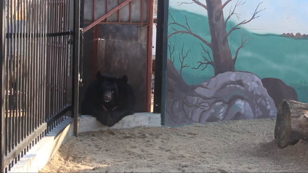 Видео дня: гималайскую медведицу из зоопарка «Мишутка» привезли в «Лимпопо»