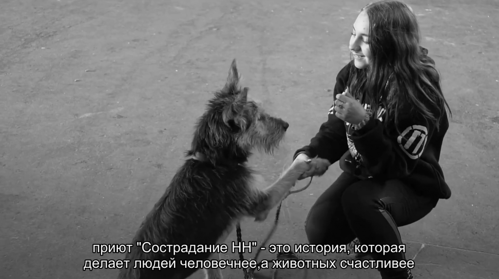 Со сострадание. Приют сострадание в Нижнем Новгороде. Сострадание это. Приют для собак в Нижнем Новгороде сострадание. Приют собачий сострадание Нижний Новгород.