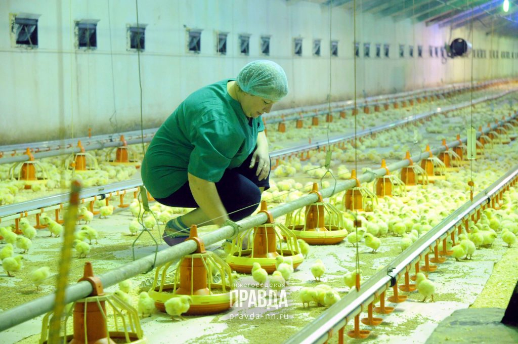 Крупнейшие нижегородские птицефабрики оказались под угрозой банкротства: ждать ли повышения цен на яйца