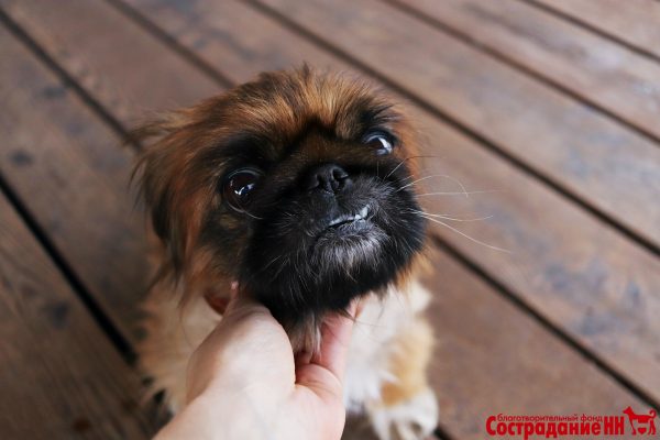 Ветеринары из Нижнего Новгорода спасли брошенную хозяевами собаку от опухоли