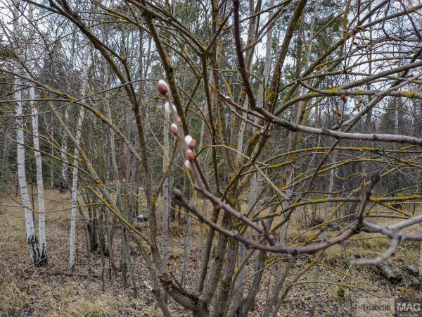 Верба распустилась в Нижнем Новгороде из-за аномального ноябрьского тепла