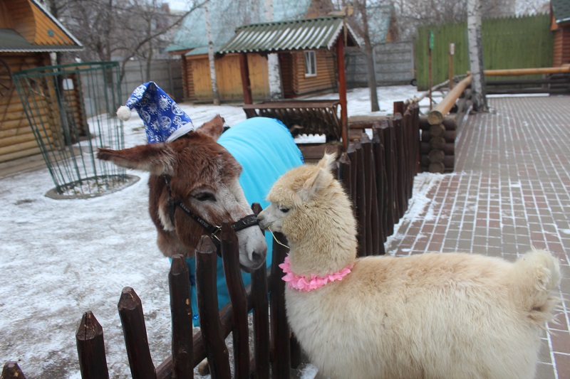 Животные из «Лимпопо» принарядились к Новому году