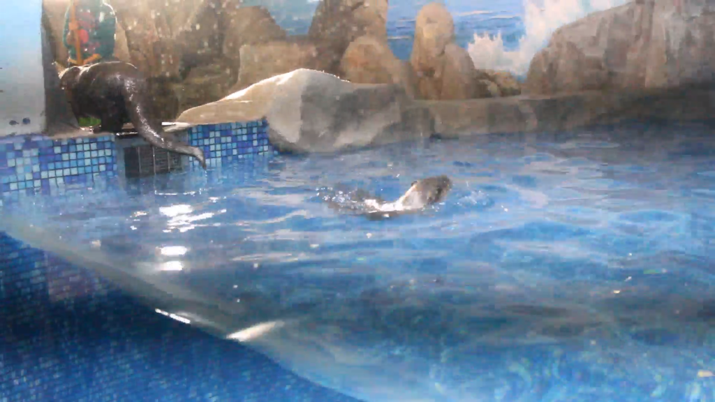 Первые жители появились в пингвинариуме зоопарка «Лимпопо» (ВИДЕО)