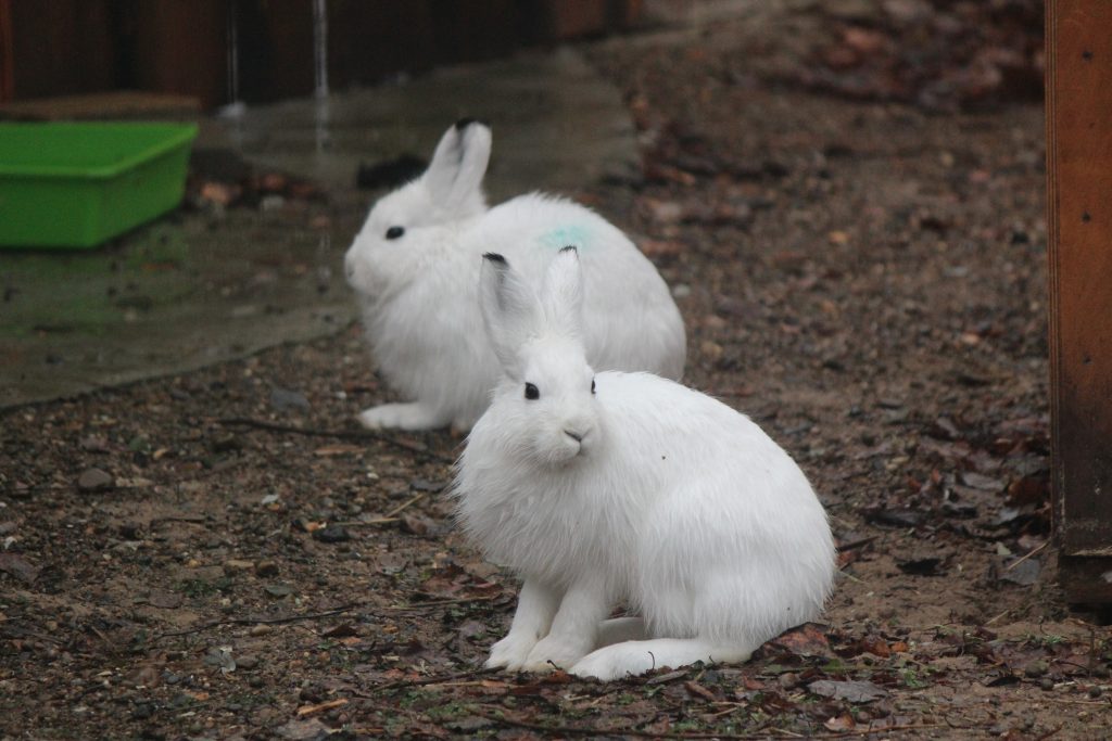 Зайцев-беляков привезли в зоопарк «Лимпопо» из Якутии