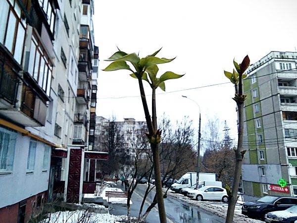 Почки и листья появились на деревьях в Нижнем Новгороде