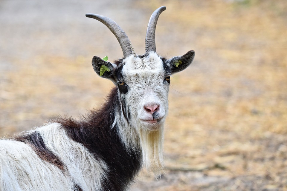 Нижегородка украла у знакомой козу, подменив её своей